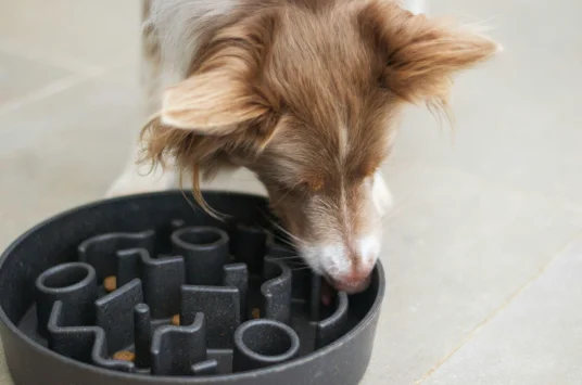 Smart Pet Devices—Here’s What Actually Changed