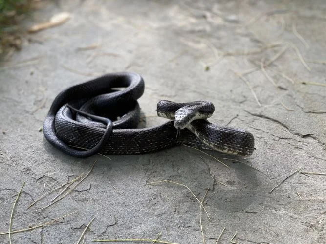 Hidden Hazards: Your Home Isn’t a Habitat – Why Prevention Beats Removal