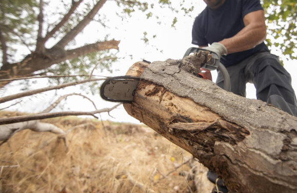 The Hidden Impacts of Tree Removal You Need to Consider