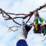 Innovations in Tree Cutting Services Shaping the Future of Urban Landscaping