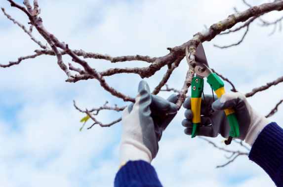 Innovations in Tree Cutting Services Shaping the Future of Urban Landscaping