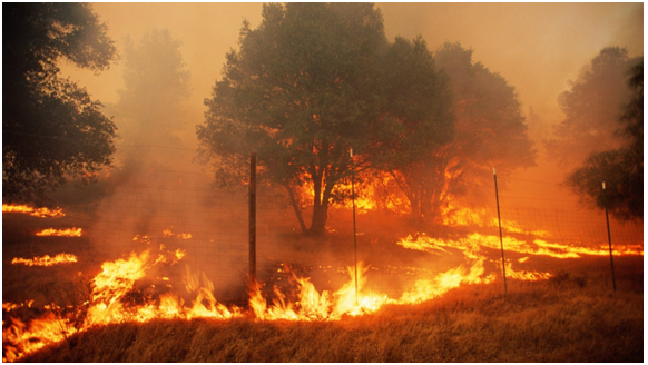 How to Keep Fire Damage Costs Low and Receive Maximum Coverage in California