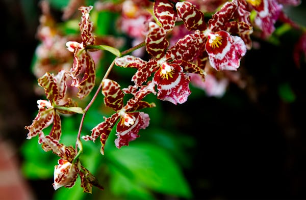 Oncidium Orchid Farm: A Flourishing Haven for Orchid Enthusiasts