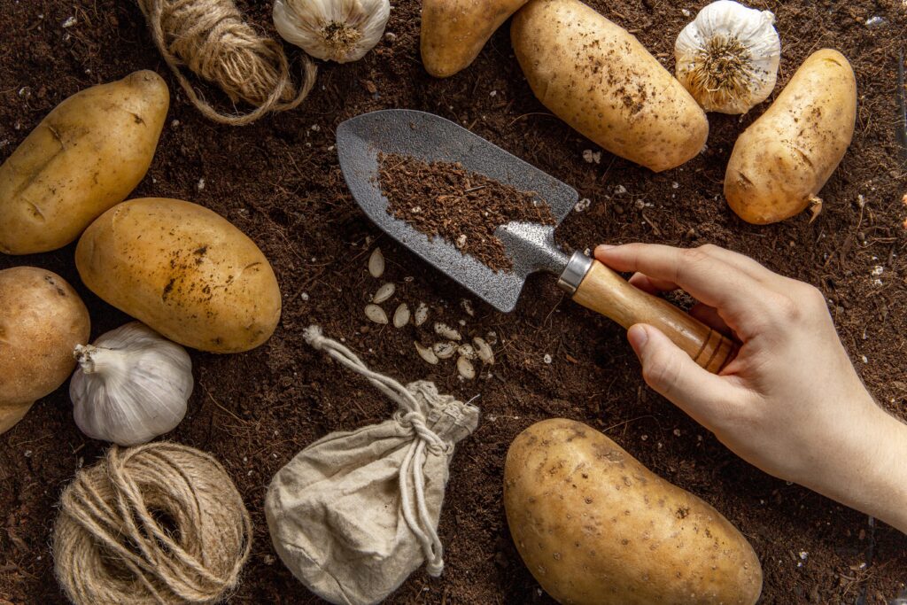 Organic Strategies for Managing Potato Leafhopper Infestations with Bacillus thuringiensis