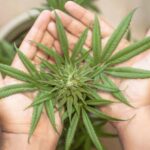 What is Cannabis Insurance & Why Do You Need It?