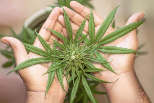 What is Cannabis Insurance & Why Do You Need It?