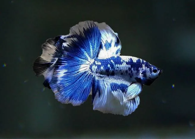 Top 10 Betta Breeders to Buy Betta Fish Online
