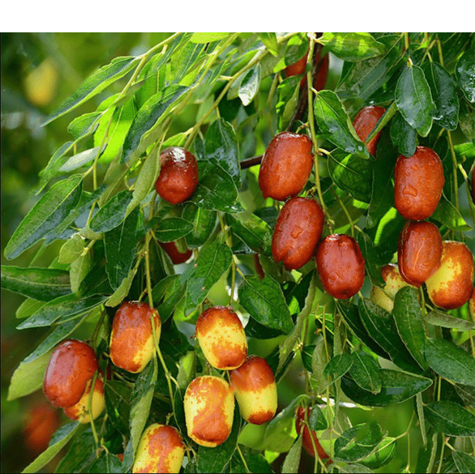 Žižole: The Ancient Fruit with Modern Health Benefits