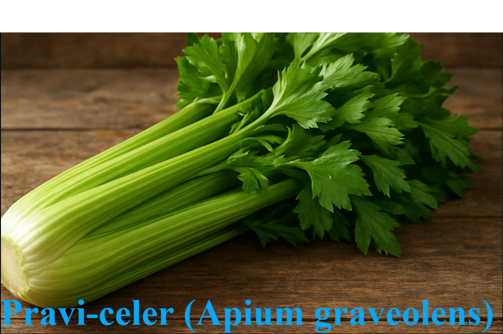 Pravi Celer – Nutrition, Benefits, and Culinary Uses