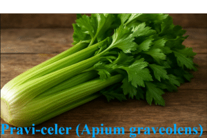 http://Pravi%20Celer%20–%20Nutrition,%20Benefits,%20and%20Culinary%20Uses