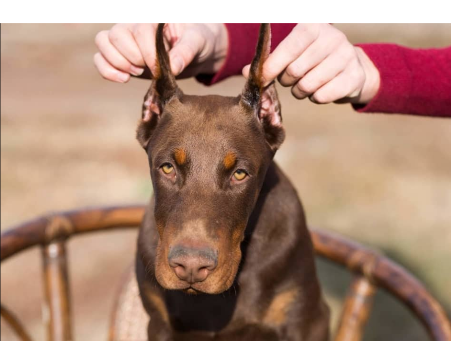 What is it Called When Dobermans Get Their Ears Molded – Complete Guide