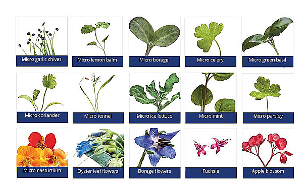 What is a Micro Herb – Complete Guide to Benefits, Uses, and Cultivation