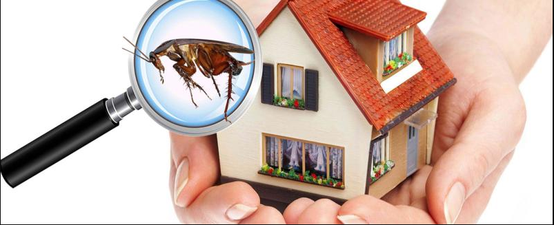 Insetprag: A Modern Solution for Urban Pest Control