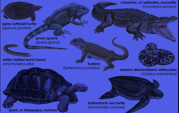 chameleónovité – Complete Guide to Characteristics, Habitat, and Behavior