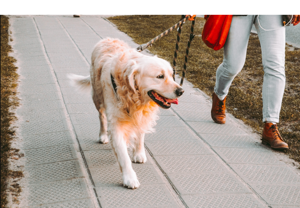 What does curb your dog mean – Complete Guide for Dog Owners