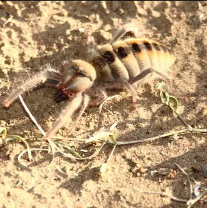 Most Common Bugs in Granada Hills California – Complete Guide for Homeowners