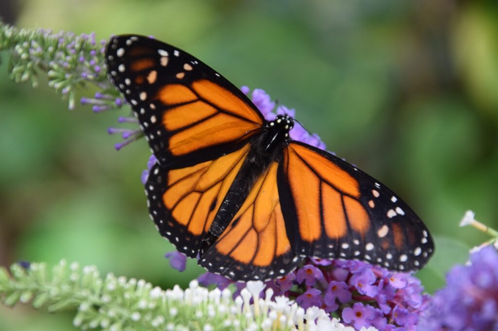 https://pussmoth.com/las-mariposas-monarca-regresan-a-lo-grande – The Return of Monarch Butterflies in Full Glory