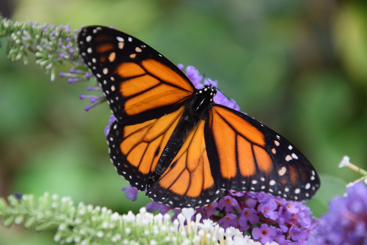 https://pussmoth.com/las-mariposas-monarca-regresan-a-lo-grande – The Return of Monarch Butterflies in Full Glory