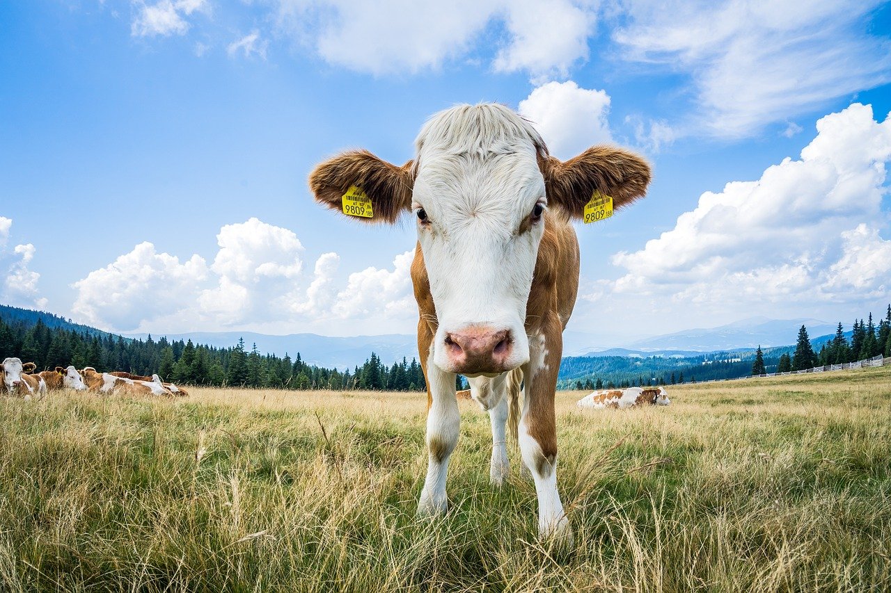 What Is the Highest Livestock Species in Rabun County GA: An Agricultural Overview