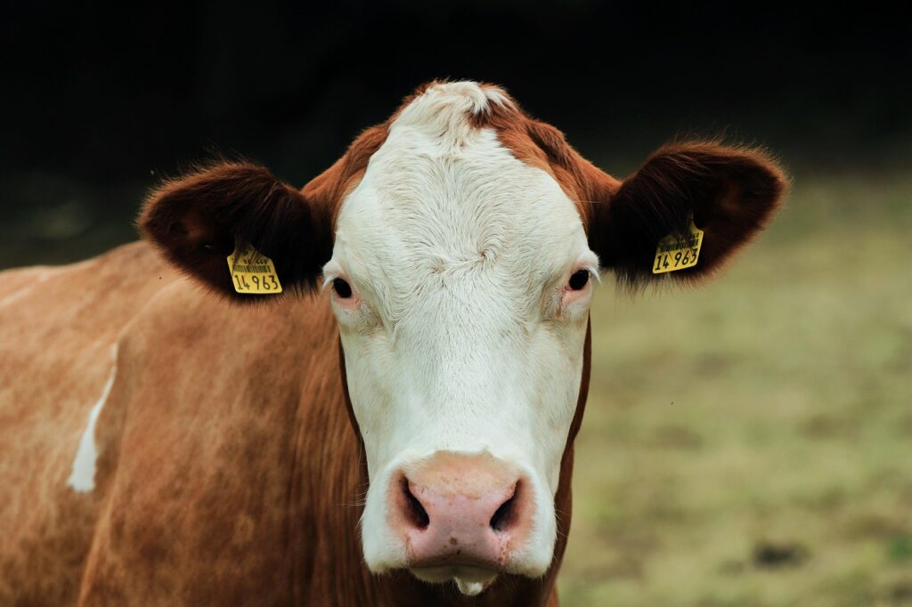 What Is the Highest Livestock Species in Fannin County GA: An Agricultural Insight