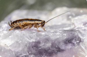 http://What%20Scent%20Do%20Roaches%20Hate?%20A%20Complete%20Guide%20to%20Natural%20Roach%20Repellents
