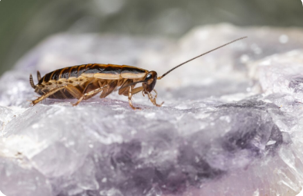 What Scent Do Roaches Hate? A Complete Guide to Natural Roach Repellents
