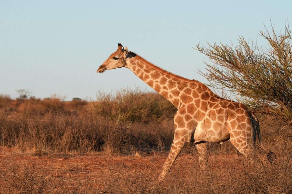 Garforfans: Exploring the Fascinating World of Giraffes