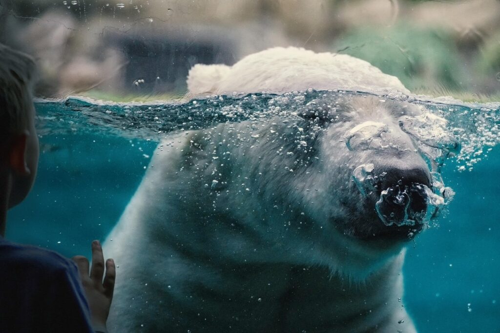 Zooskooñ: Exploring the World of Modern Zoos