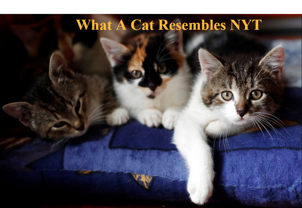 What A Cat Resembles NYT: Meaning, Clues, and Insights