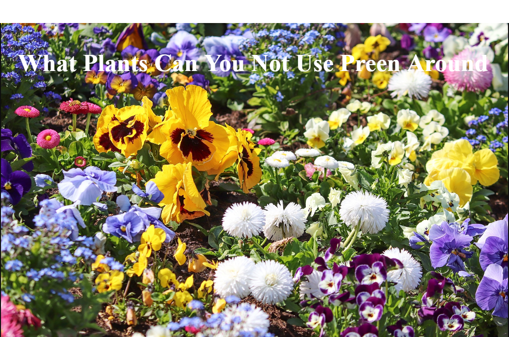 What Plants Can You Not Use Preen Around: A Complete Gardener’s Guide