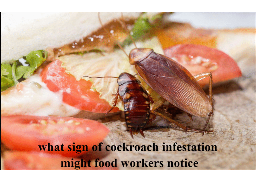 What Sign of Cockroach Infestation Might Food Workers Notice: A Complete Guide