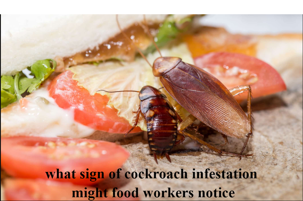What Sign of Cockroach Infestation Might Food Workers Notice: A Complete Guide