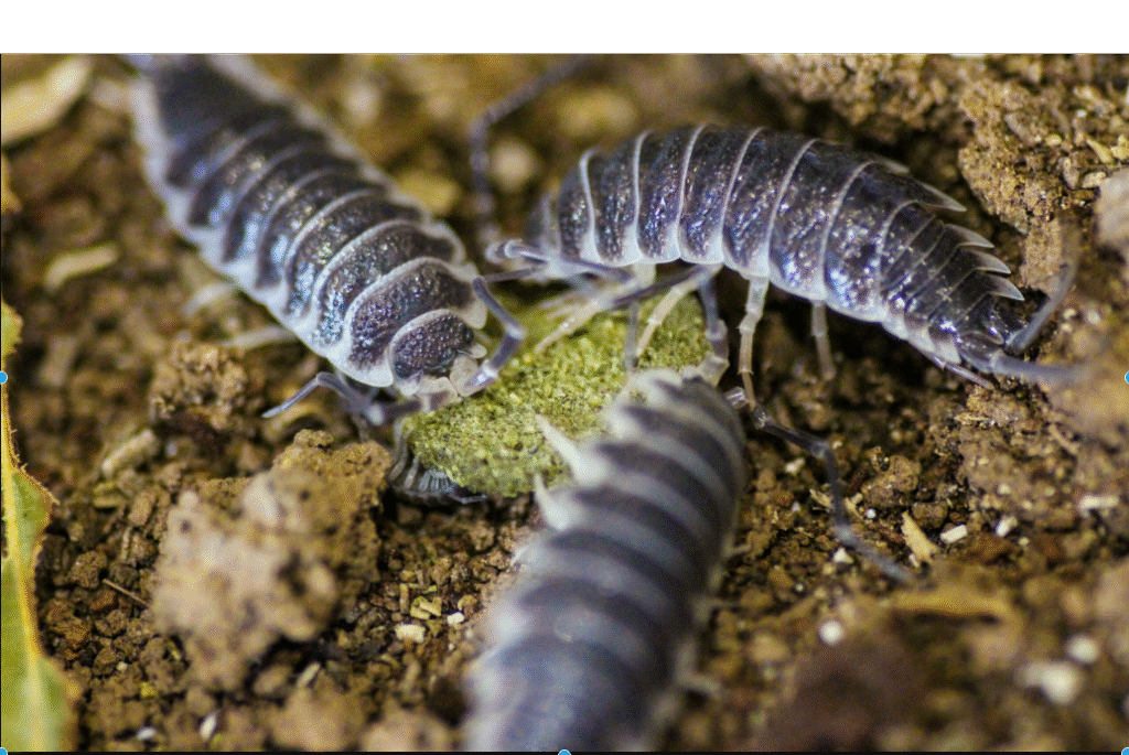 What Do Isopods Eat: A Complete Guide to Their Diet and Feeding Habits