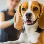 Top Benefits of Hiring Professional Pet Sitting Services for Your Pets