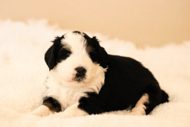 The Qualities That Set the Best Utah Bernedoodle Breeder Apart from the Rest
