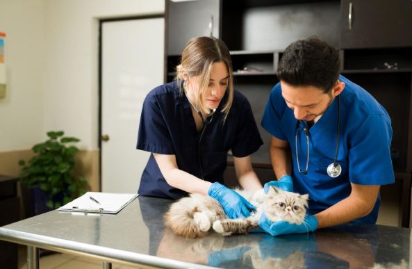 Recognizing Pet Emergencies: When to Seek Immediate Help from a Veterinarian in Maple Valley, WA