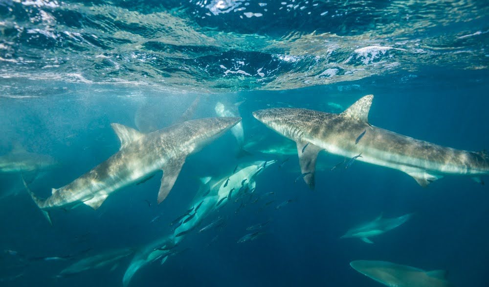 Face to Face with Sharks: Shark Cage Diving Cape Town